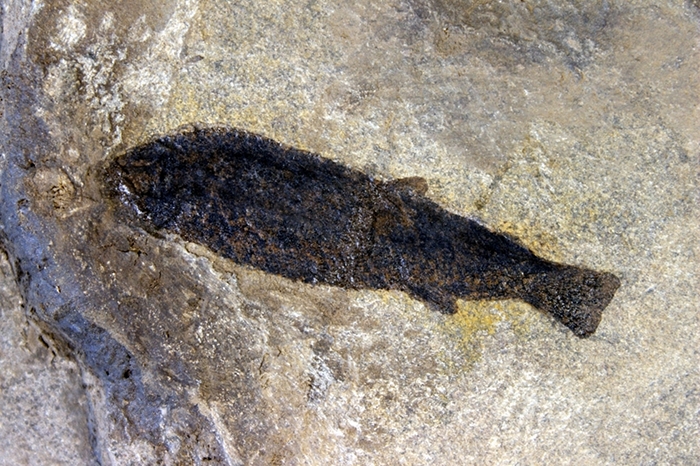 Acentrophorus glaphyrus AGASSIZ 1833, Klasse Osteichthyes (Knochenfische), Bildbreite 5.0 cm, Copyright F. Müller.