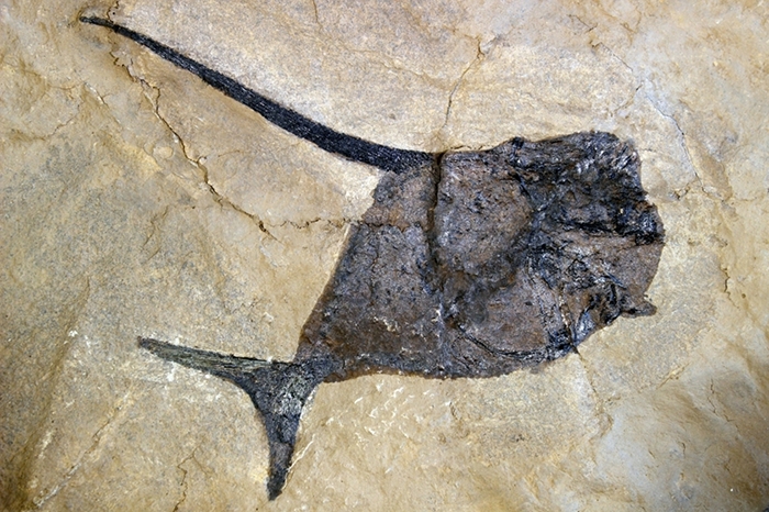 Dorypterus hoffmanni GERMAR 1842, Klasse Osteichthyes (Knochenfische), Bildbreite 15.0 cm, Copyright F. Mueller.