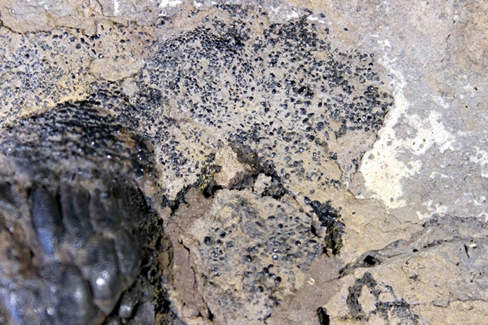 Janassa bituminosa (SCHLOTHEIM 1820), Klasse Chondrichthyes (Knorpelfische), Hautrest, Bildbreite 6.0 cm, Copyright F. Müller.