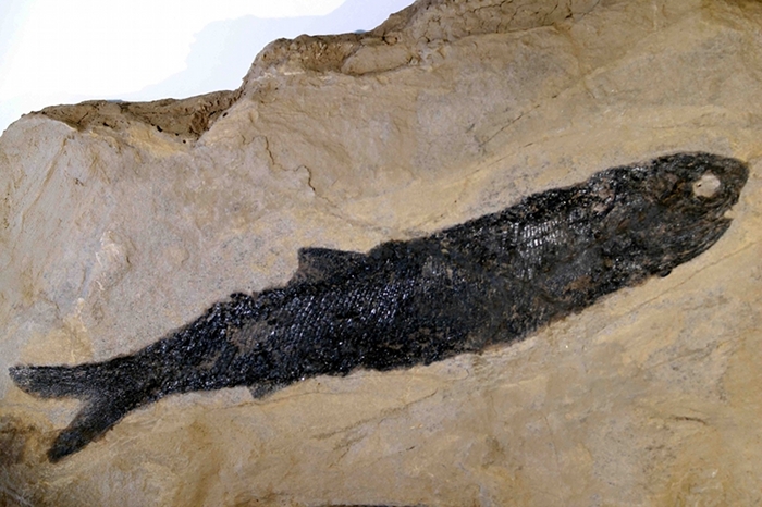 Palaeoniscum freieslebeni BLAINVILLE 1818, Klasse Osteichthyes (Knochenfische), Bildbreite 24.5 cm, Copyright F. Müller.