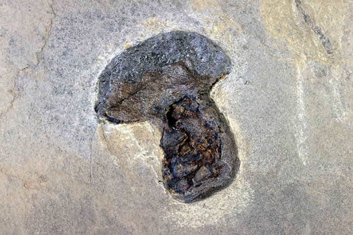 Peripetoceras freieslebeni (GEINITZ 1848), Klasse Cephalopoda / Unterklasse Nautiloidea (Nautiloiden), Bildbreite 11.0 cm, Copyright F. Müller.