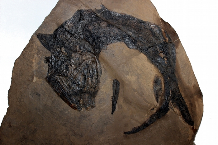 Pygopterus humboldti, Klasse Osteichthyes (Knochenfische), Bildbreite ca. 50 cm, Copyright F. Müller.