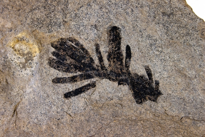 Quadrocladus solmsii (GOTHAN & NAGELHARD), Klasse Koniferopsida (Nadelhölzer), Bildbreite 5.0 cm, Copyright F. Müller.