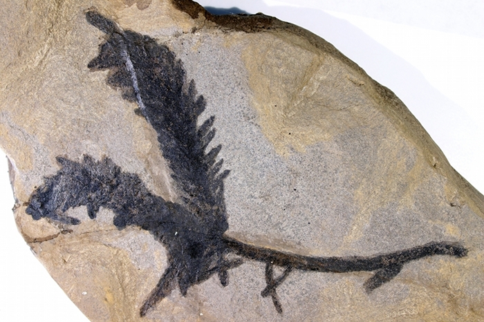 Ulmania frumentaria, Klasse Koniferopsida (Nadelhölzer), Bildbreite 13.0 cm, Copyright F. Müller.