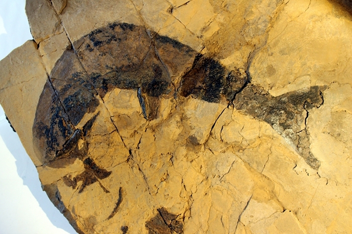 Wodnika striatula (Münster 1843),Klasse Chondrichthyes (Knorpelfische), Bildbreite ca. 50.0 cm, Copyright F. Müller.