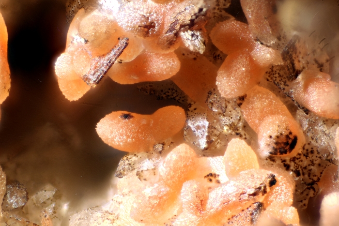 Mn-Smithsonit, Bildbreite 2.0 mm, Copyright F. Müller.