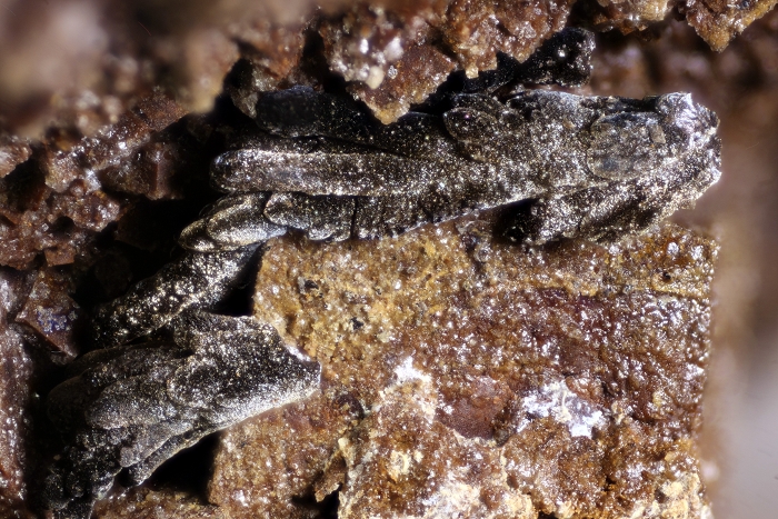 Dendritische Todorokit Aggregate, geologische Schicht: Mutterflöz , Kupferschiefer Fossiliengrabung Hüggel 2016, Bildbreite 4.8 mm , Copyright F. Müller.