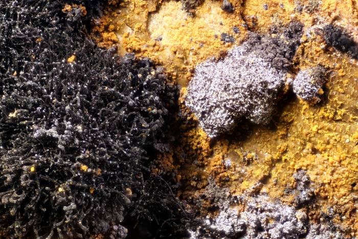 Todorokit (Silbern) mit (Fe/Mn)-Oxid/Hydroxid, geologische Schicht: Zechsteinkalk, Kupferschiefer Fossiliengrabung Hüggel 2016, Bildbreite 4.9 mm , Copyright F. Müller.