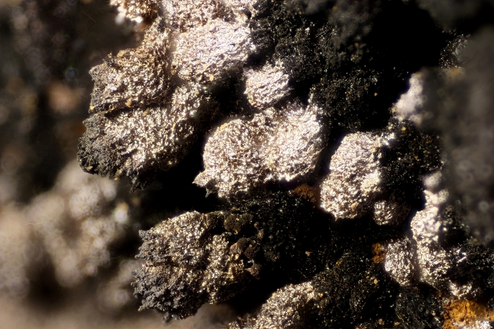 Todorokit (silbern) mit (Fe/Mn)-Oxid/Hydroxid, geologische Schicht: Zechsteinkalk , Kupferschiefer Fossiliengrabung Hüggel 2016, Bildbreite 4.9 mm , Copyright F. Müller.